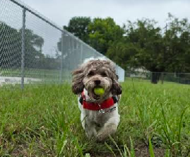 dog - Copy (2)